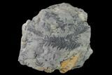 Gorgeous, Pennsylvanian Fern (Alethopteris) Plate - Kentucky #143730-1